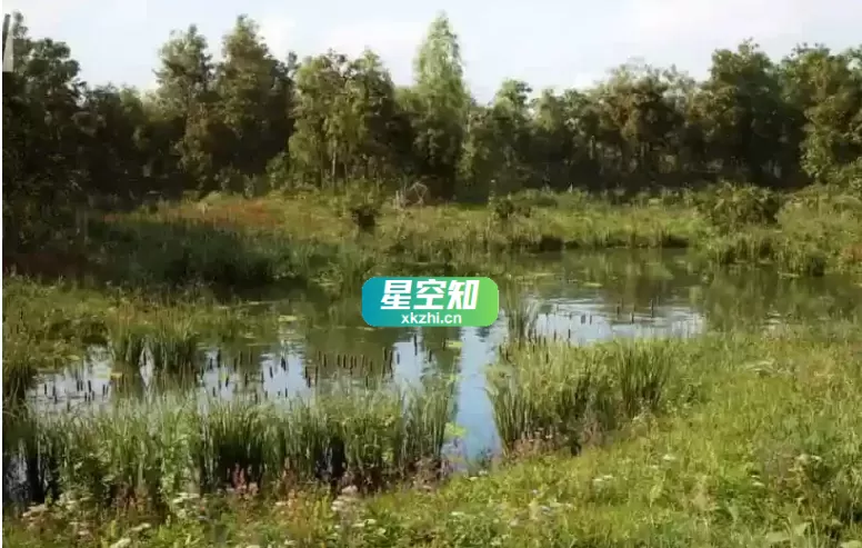 草甸森林树木生物群系 MW Meadow Forest Trees Biome